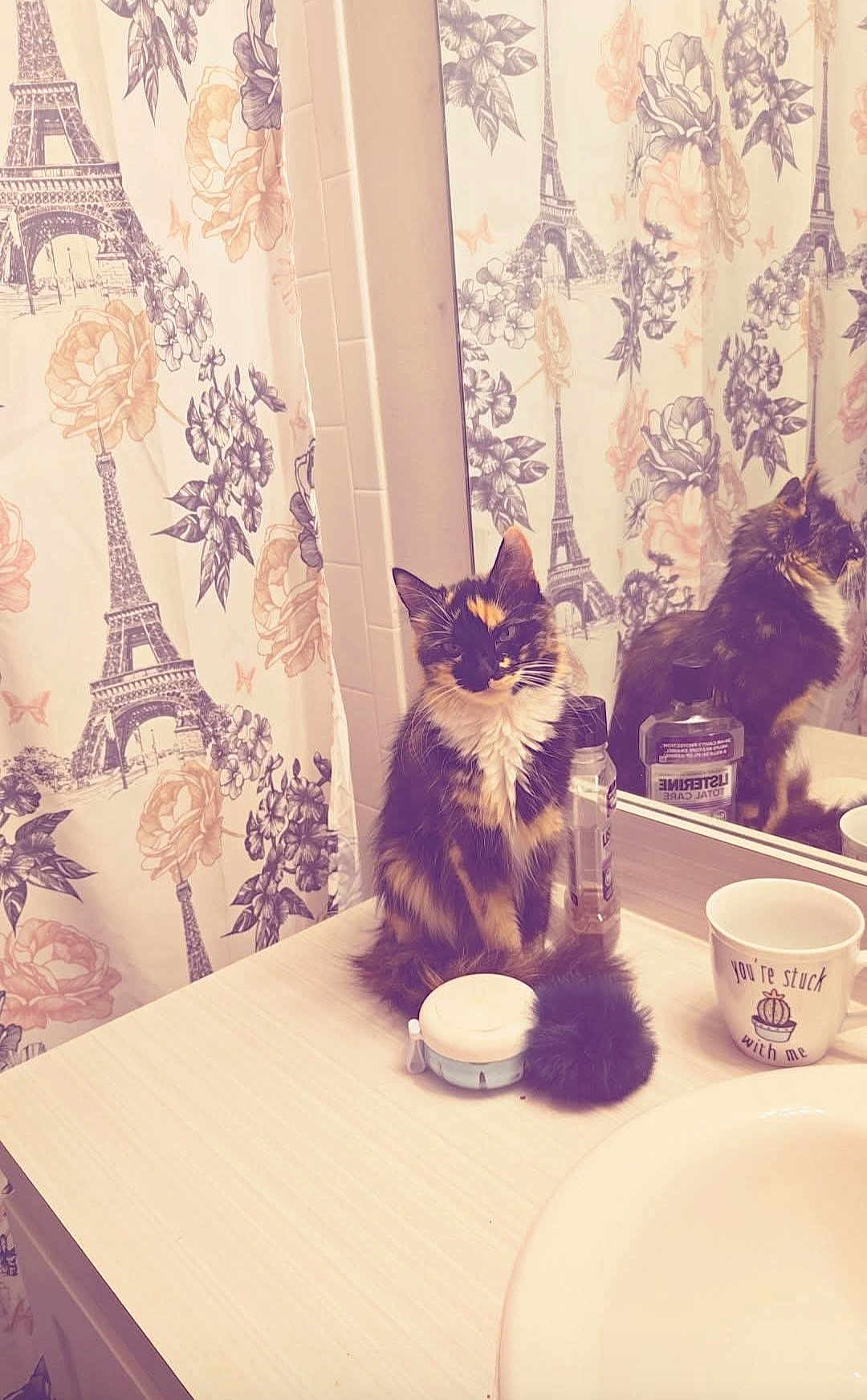 Latte is registered to the contest to win money with this photo: cat, calico_cat, bathroom, mirror, countertop, shower_curtain, eiffel_tower_pattern, flowers, pom_pom, toiletries, cup, reflection, feline, fur, pet, indoor, decor, sink, cute, sitting