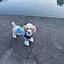 dog, poodle, small_dog, puppy, white_fur, fluffy, blue_shirt, harness, leash, standing, concrete, pavement, water, lake, reflection, outdoors, sky_reflection, urban, cute, portrait