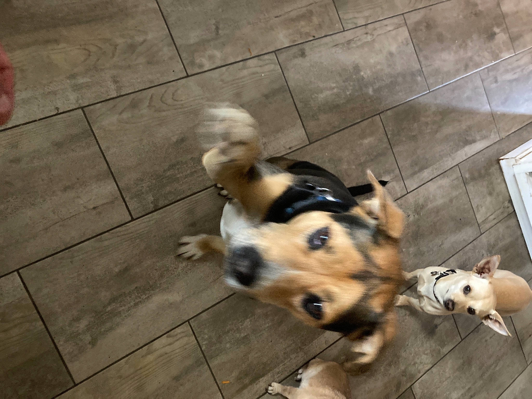 Blue joined the competition — help win amazing prizes! carnivore, collar, companion_dog, dog, dog_breed, dog_collar, dog_supply, fawn, floor, flooring, fur, leash, metal, paw, pet_supply, puppy_love, street_dog, tail, wood, working_animal