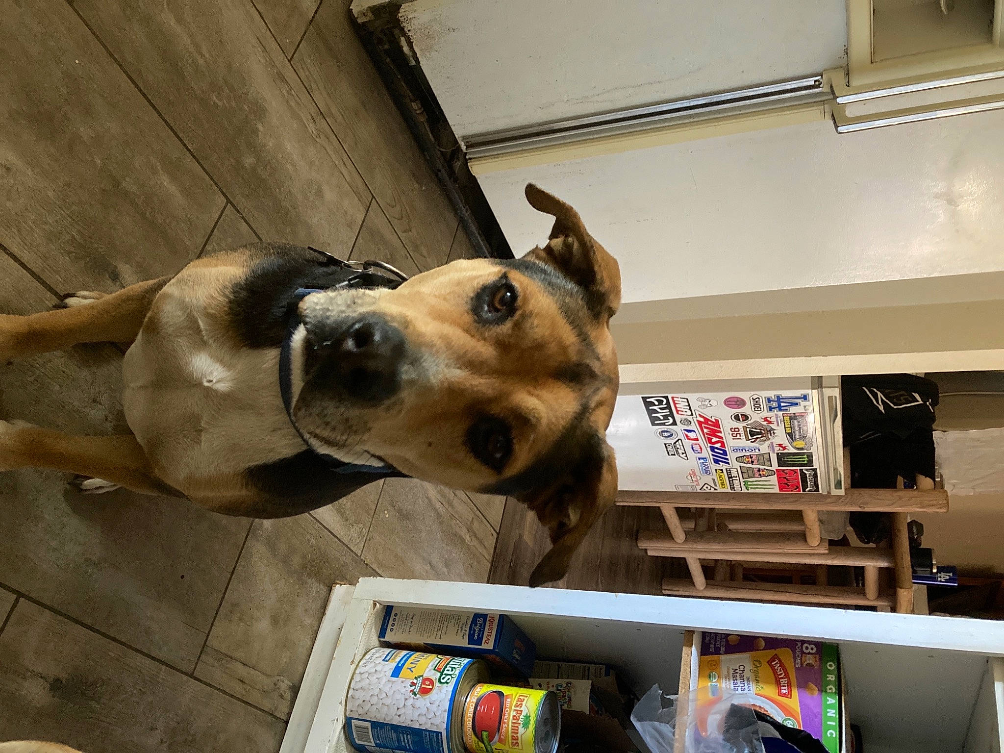 Blue is registered to the contest to win money with this photo: canidae, carnivore, collar, companion_dog, dog, dog_breed, dog_collar, dog_supply, fawn, non_sporting_group, pet_supply, shelf, shelving, snout, sporting_group, whiskers, window, working_animal, working_dog