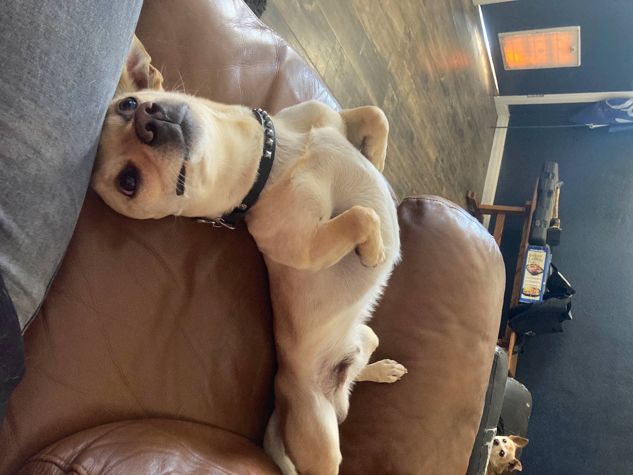 Homer is registered to the contest to win money with this photo: canidae, carnivore, collar, comfort, companion_dog, dog, dog_breed, dog_collar, dog_supply, fawn, guard_dog, non_sporting_group, puppy, puppy_love, snout, sporting_group, tail, toy_dog, whiskers, working_animal