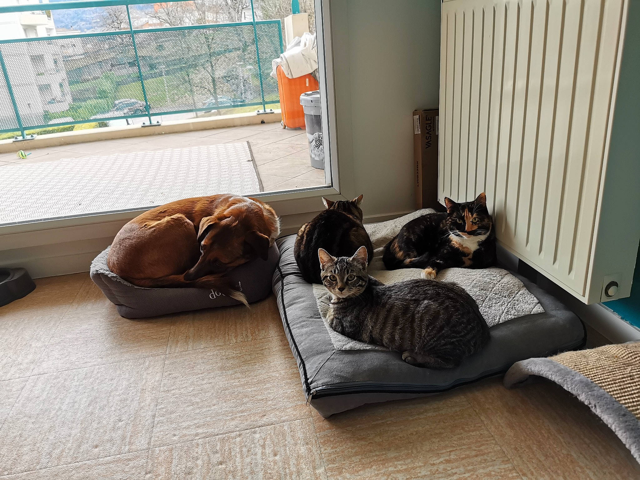 Copain participe au concours pour gagner de l'argent avec cette photo : carnivore, cat, comfort, felidae, floor, flooring, grey, hardwood, house, interior_design, linens, living_room, shade, small_to_medium_sized_cats, studio_couch, tail, whiskers, window, window_covering, wood