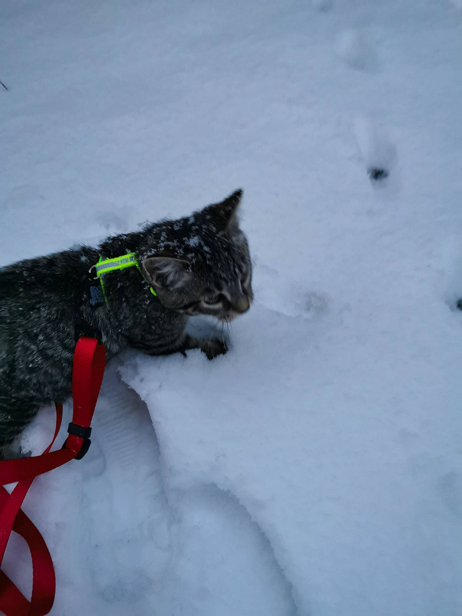 Copain participe au concours pour gagner de l'argent avec cette photo : automotive_tire, carmine, carnivore, cat, fashion_accessory, felidae, freezing, fur, glacial_landform, ice_cap, personal_protective_equipment, precipitation, recreation, slope, small_to_medium_sized_cats, snow, sporting_group, tail, whiskers, winter