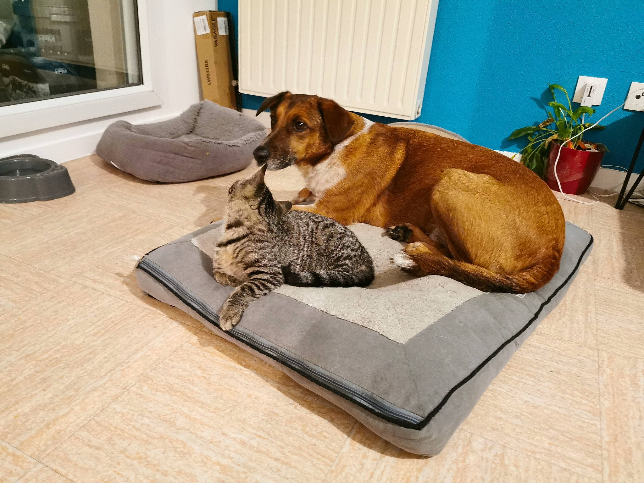 Copain a rejoint le concours — aidez-le/la à gagner de superbes lots ! carnivore, comfort, companion_dog, dog, dog_breed, dog_supply, fawn, felidae, flooring, flowerpot, furniture, hardwood, houseplant, mammal, pet_supply, plant, room, tail, vertebrate, wood