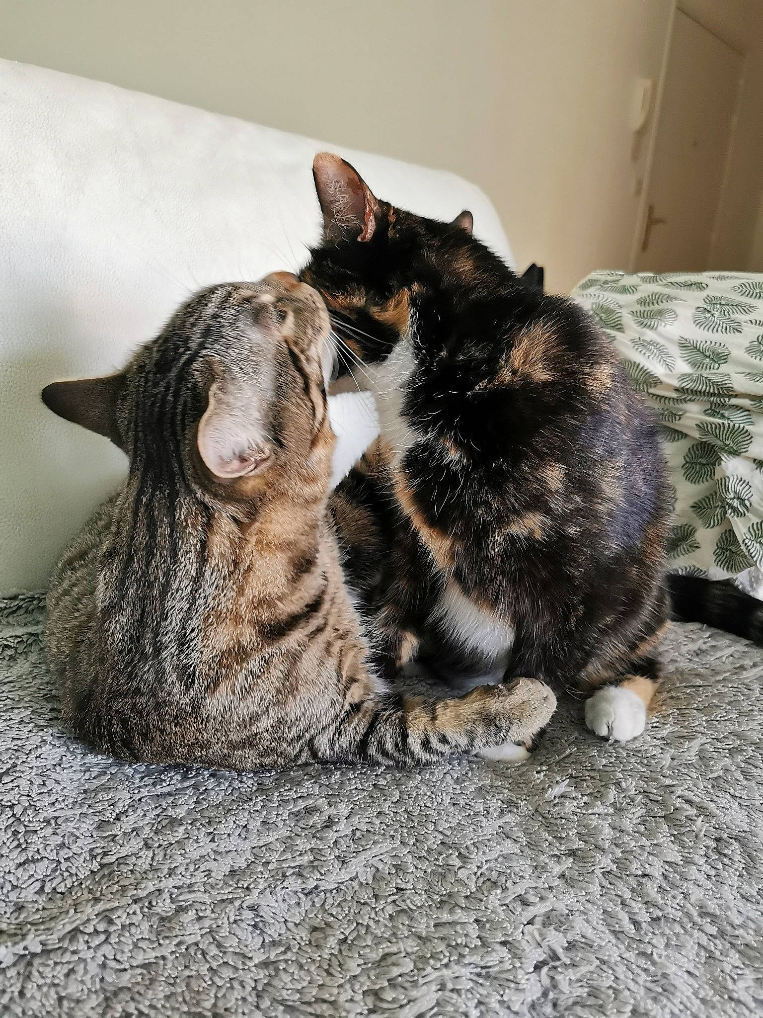 Copain participe au concours pour gagner de l'argent avec cette photo : carnivore, cat, claw, comfort, domestic_short_haired_cat, felidae, fur, grey, mammal, nap, paw, sleep, small_to_medium_sized_cats, tail, terrestrial_animal, vertebrate, whiskers