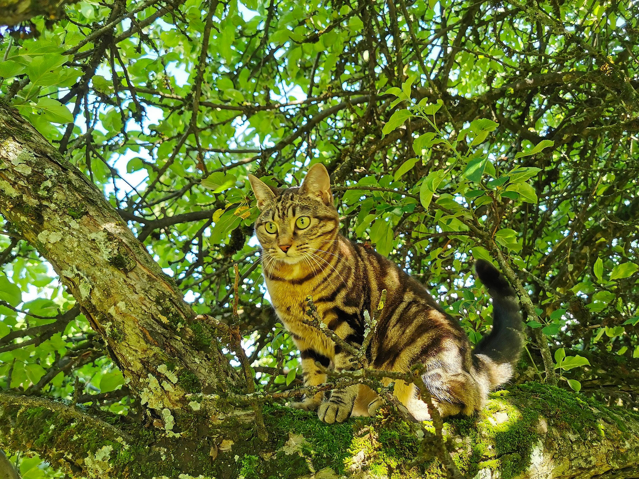 Clochette a rejoint le concours — aidez-le/la à gagner de superbes lots ! branch, carnivore, cat, domestic_short_haired_cat, eye, fawn, felidae, forest, fur, grass, small_to_medium_sized_cats, snout, tail, terrestrial_animal, terrestrial_plant, tree, trunk, twig, whiskers, woodland