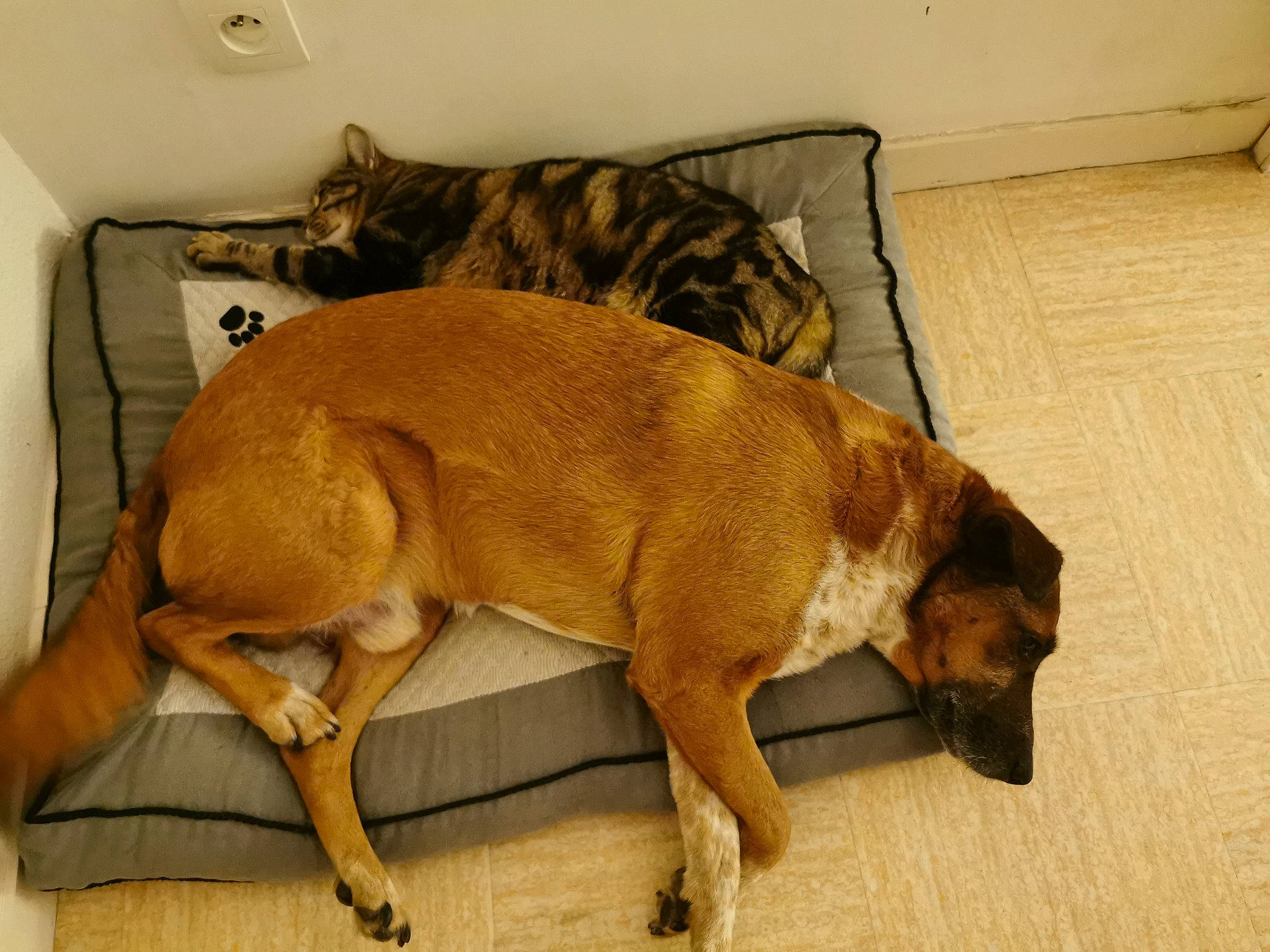 Clochette participe au concours pour gagner de l'argent avec cette photo : canidae, carnivore, cat, comfort, companion_dog, dog, dog_breed, fawn, floor, flooring, fur, guard_dog, hardwood, liver, pet_supply, snout, sporting_group, tail, wood, working_animal