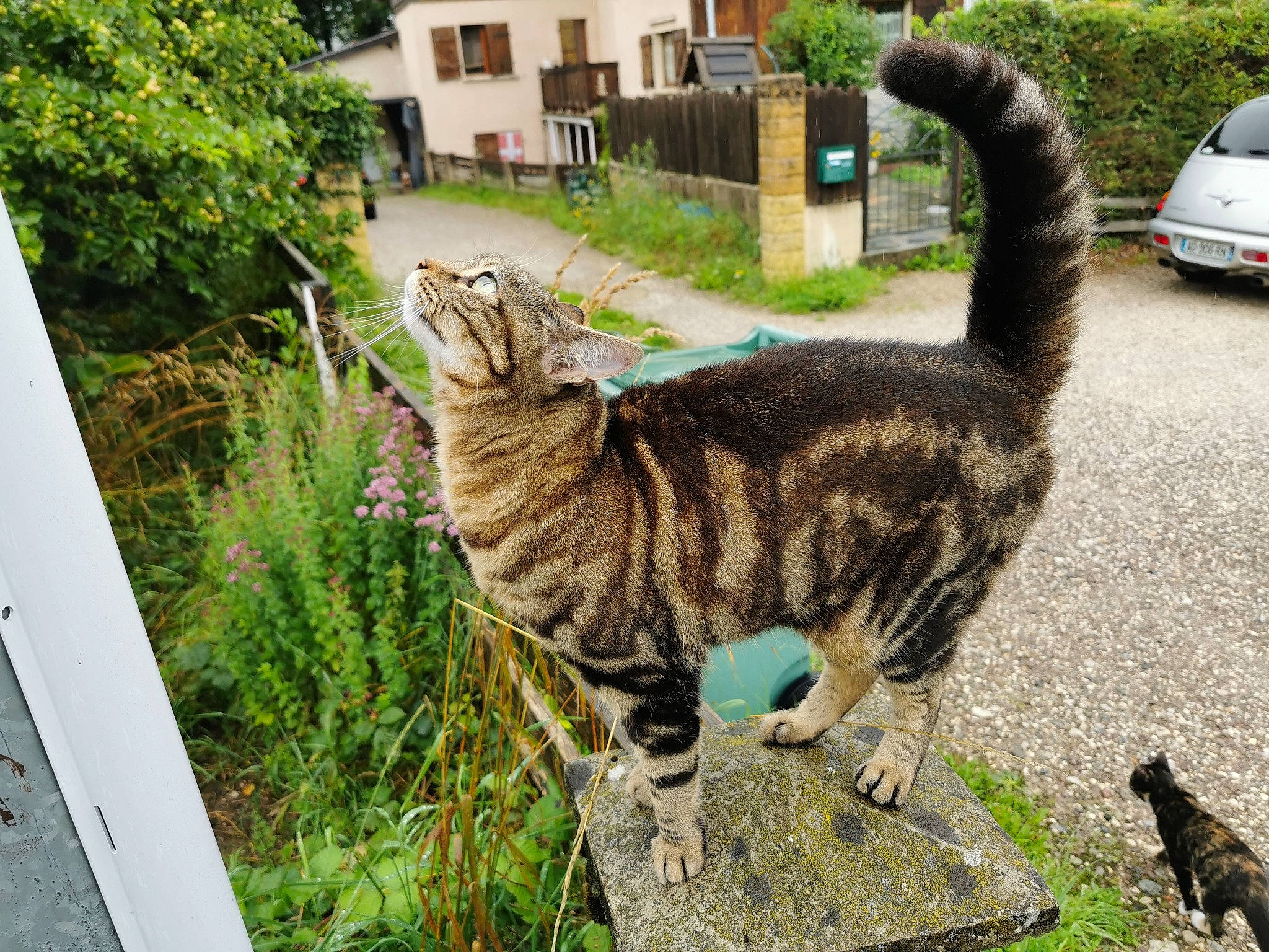 Clochette participe au concours pour gagner de l'argent avec cette photo : art, car, carnivore, cat, claw, domestic_short_haired_cat, felidae, fur, grass, green, paw, plant, small_to_medium_sized_cats, street, tail, terrestrial_animal, tire, tree, whiskers, window