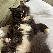 Gizmo joined the competition — help win amazing prizes! cat, fluffy, black_and_white, lying_down, bed, blanket, fur, whiskers, paw, tail, cute, pet, indoor, relaxed, feline, curious, tongue_out, soft, cozy, closeup