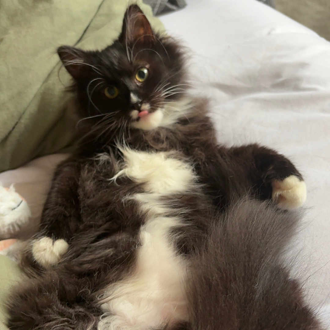 Gizmo joined the competition — help win amazing prizes! bed, black_and_white, blanket, cat, closeup, cozy, curious, cute, feline, fluffy, fur, indoor, lying_down, paw, pet, relaxed, soft, tail, tongue_out, whiskers