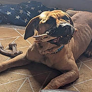 Bongo joined the competition — help win amazing prizes! dog, large_dog, tan_dog, indoor, carpet, toy, bone_toy, animal_paw_toy, chewing, relaxed, blanket, patterned_carpet, brown, collar, pet, floor, sunlight, shadow, canine, domestic_animal
