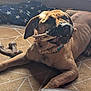 dog, large_dog, tan_dog, indoor, carpet, toy, bone_toy, animal_paw_toy, chewing, relaxed, blanket, patterned_carpet, brown, collar, pet, floor, sunlight, shadow, canine, domestic_animal