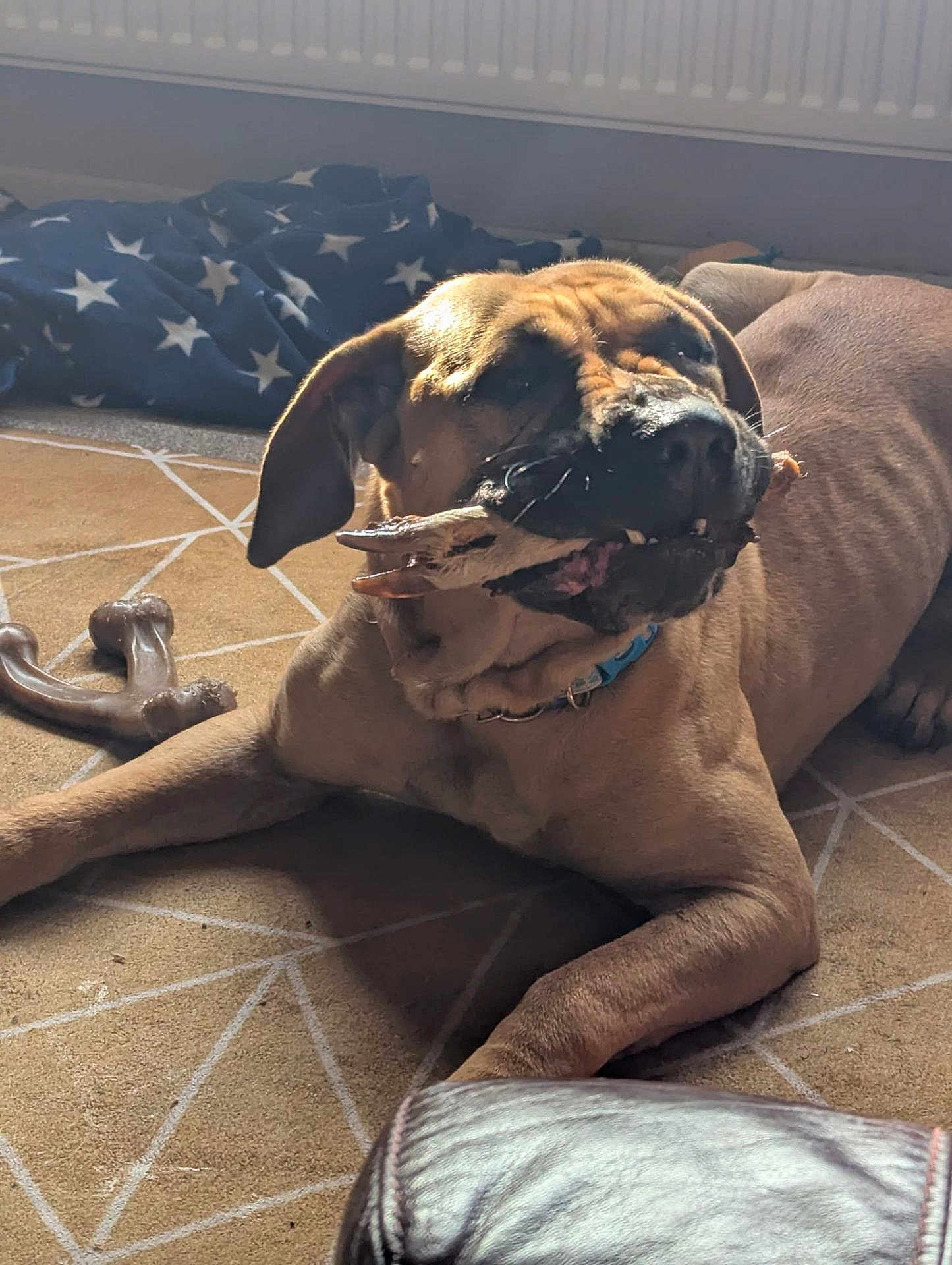 Bongo joined the competition — help win amazing prizes! dog, large_dog, tan_dog, indoor, carpet, toy, bone_toy, animal_paw_toy, chewing, relaxed, blanket, patterned_carpet, brown, collar, pet, floor, sunlight, shadow, canine, domestic_animal