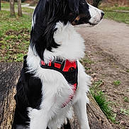 Vahiné a rejoint le concours — aidez-le/la à gagner de superbes lots ! accessories, animal, canine, cockerspaniel, collie, dog, hound, leash, outdoors, papillon, path, pet, plant, pointer, puppy, strap, terrier, tree, walkway, wood