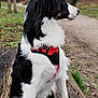 accessories, animal, canine, cockerspaniel, collie, dog, hound, leash, outdoors, papillon, path, pet, plant, pointer, puppy, strap, terrier, tree, walkway, wood