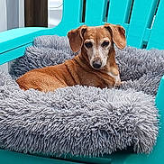 Leeloo participe au concours pour gagner de l'argent avec cette photo : dog, brown_dog, pet, fluffy_cushion, chair, turquoise_chair, outdoor, relaxed, animal, fur, snout, ears, seat, comfort, resting, domestic_animal, canine, portrait, daylight, furniture