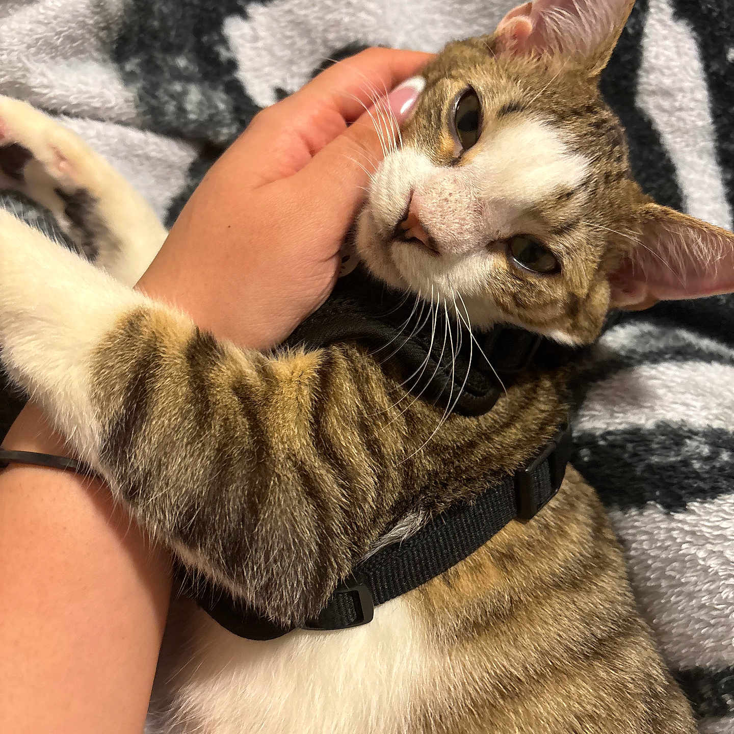 Ekko joined the competition — help win amazing prizes! abyssinian, animal, blanket, bodypart, cat, couch, face, finger, furniture, hand, head, kitten, manx, person, pet, photography, portrait, quilt, sleeping, towel