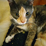 Arrow is registered to the contest to win money with this photo: animal, blanket, calico_cat, cat, close_up, cozy, curious, cute, domestic_animal, face, feline, fur, indoor, lying_down, paw, pet, portrait, resting, whiskers, yellow_eyes