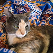 Arrow joined the competition — help win amazing prizes! cat, calico, feline, pet, animal, blanket, patterned_blanket, colorful, indoors, resting, fur, whiskers, ears, eyes, relaxed, cozy, soft, closeup, portrait, domestic_animal