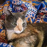 cat, calico, feline, pet, animal, blanket, patterned_blanket, colorful, indoors, resting, fur, whiskers, ears, eyes, relaxed, cozy, soft, closeup, portrait, domestic_animal