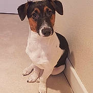 Dana is registered to the contest to win money with this photo: dog, puppy, tricolor, sitting, floor, indoor, pet, animal, cute, ears, nose, whiskers, brown, black, white, wall, obedient, looking_up, companion, young