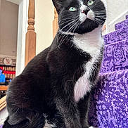 Luca joined the competition — help win amazing prizes! cat, tuxedo_cat, indoor, purple_carpet, stairs, pet, animal, feline, whiskers, green_eyes, black_and_white, curious, sitting, domestic_cat, soft_fur, wooden_bannister, home_interior, close_up, portrait, cozy