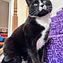 cat, tuxedo_cat, indoor, purple_carpet, stairs, pet, animal, feline, whiskers, green_eyes, black_and_white, curious, sitting, domestic_cat, soft_fur, wooden_bannister, home_interior, close_up, portrait, cozy
