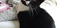 Luca joined the competition — help win amazing prizes! cat, black_and_white, kitten, bed, stuffed_animal, bottle, wooden_bed_frame, wallpaper, curious, fur, whiskers, indoor, cozy, pet, animal, sitting, looking_up, home, furniture, cute