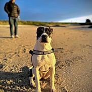 Moo joined the competition — help win amazing prizes! dog, beach, sand, sunlight, outdoor, animal, pet, black_and_white, sitting, harness, person, blurred_background, sky, nature, daylight, canine, portrait, leisure, companion, walking