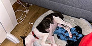 Moo is registered to the contest to win money with this photo: dog, sleeping, pet_bed, plush_toy, wood_floor, couch, blanket, red_collar, indoor, resting, relaxation, household, cozy, animal, fur, paw, toy, comfort, living_room, nap
