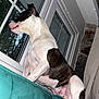 Moo is registered to the contest to win money with this photo: dog, black_and_white, window, couch, indoor, curtains, stone_wall, pet, animal, looking_out, seated, fur, tail, ears, pink_skin, muscle, house, relaxed, daylight, home