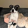 Moo is registered to the contest to win money with this photo: dog, stuffed_toy, blanket, couch, indoor, black_and_white, paws, toy, pet, cozy, fur, animal, laying_down, looking_up, cute, domestic_animal, nose, ears, soft_texture, relaxed