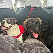 Zara is registered to the contest to win money with this photo: dog, canine, pet, car_interior, backseat, harness, black_dog, white_dog, happy, tongue_out, fur, seat, blanket, resting, animal, travel, companion, domestic_animal, vehicle, leash