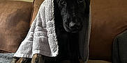 Zara is registered to the contest to win money with this photo: dog, black_dog, brindle_legs, towel, blanket, couch, indoor, pet, animal, fur, sitting, cozy, cute, canine, portrait, resting, comfort, home, furniture, domestic