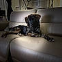 Zara joined the competition — help win amazing prizes! dog, couch, living_room, furniture, pet, indoor, brown_fur, black_fur, relaxed, leather, home, staircase, drying_rack, animal, canine, resting, domestic, comfort, fur, household