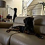 Zara joined the competition — help win amazing prizes! dog, couch, leather, living_room, furniture, lamp, stairs, coat_stand, indoor, pet, relaxed, brown, black, canine, home, domestic, resting, quiet, comfortable, animal