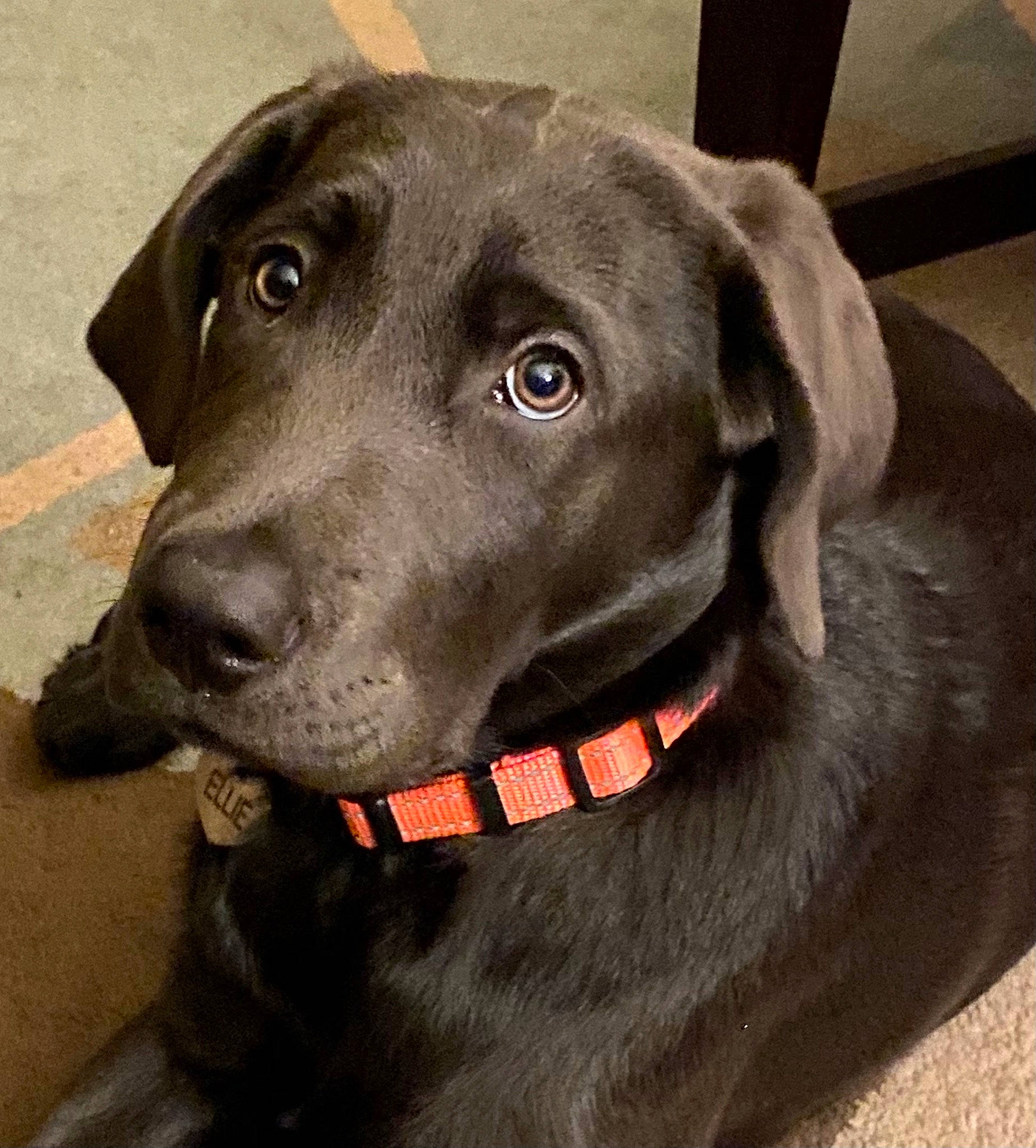 Ellie Mae joined the competition — help win amazing prizes! borador, canidae, carnivore, collar, companion_dog, dog, dog_breed, dog_collar, ear, fashion_accessory, fur, gun_dog, hat, hunting_dog, liver, pet_supply, plant, sporting_group, whiskers, working_animal