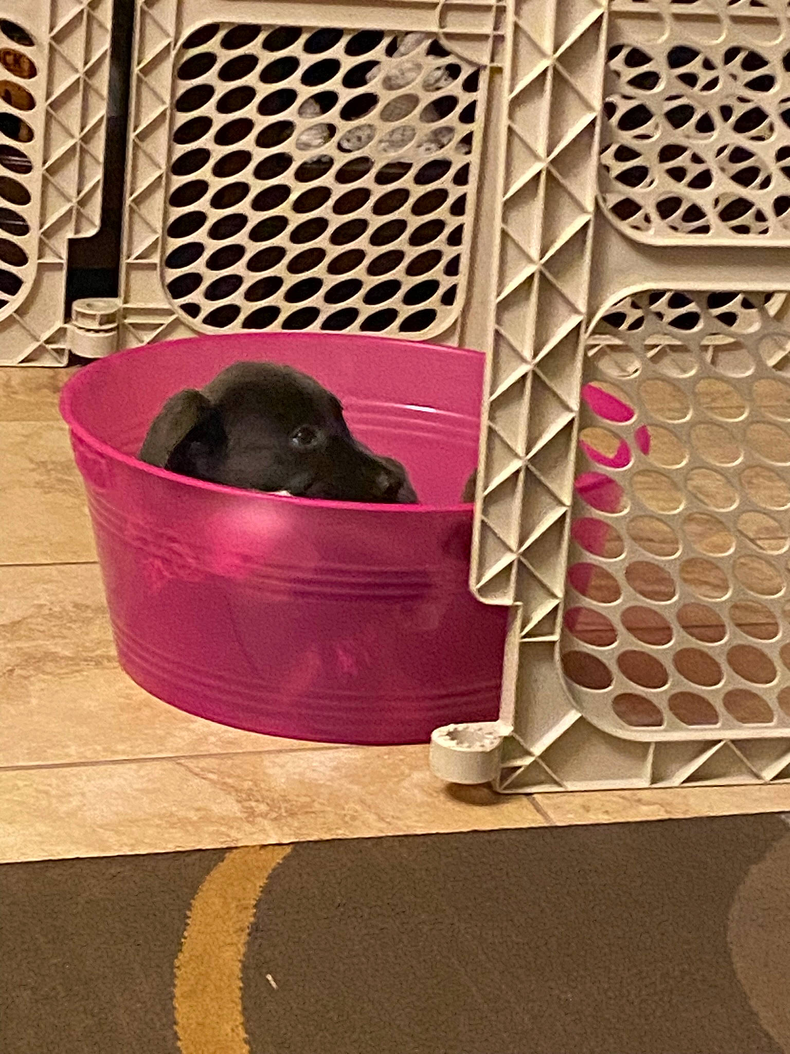 Ellie Mae joined the competition — help win amazing prizes! automotive_tire, cage, carnivore, circle, dog, dog_breed, dog_supply, flooring, gas, grille, line, magenta, mesh, pattern, pet_supply, rectangle, snout, sporting_group, tints_and_shades, working_animal