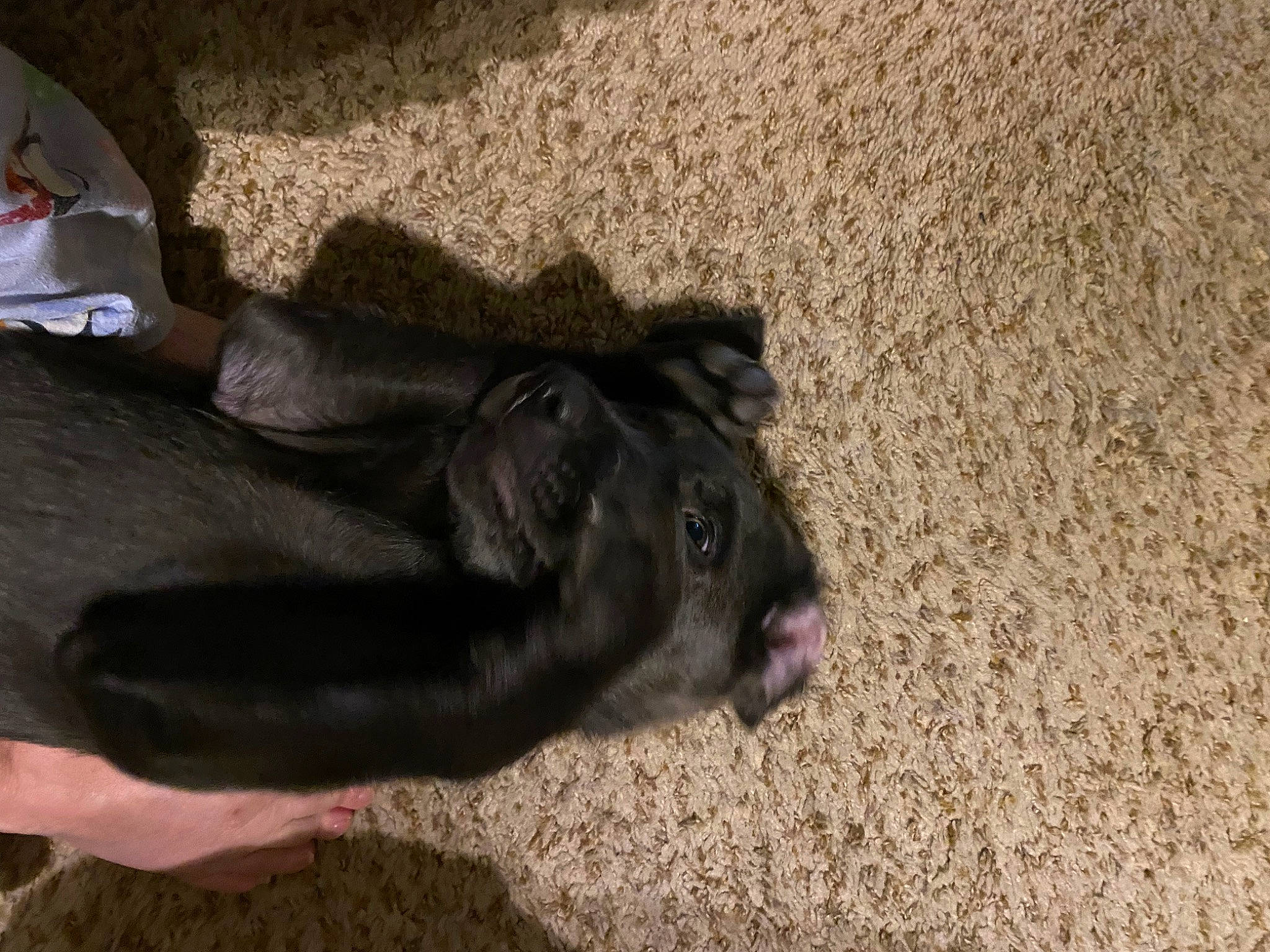 Ellie Mae is registered to the contest to win money with this photo: bovine, canidae, comfort, dog_breed, fawn, foot, fur, grass, human_leg, landscape, livestock, paw, shadow, snout, soil, sporting_group, tail, terrestrial_animal, whiskers, working_animal