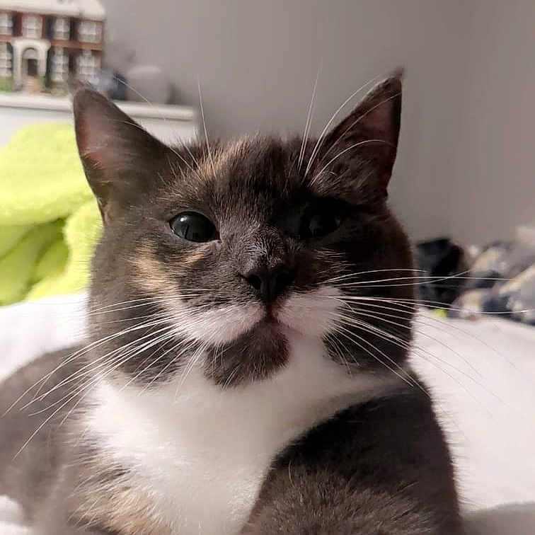 Kicia