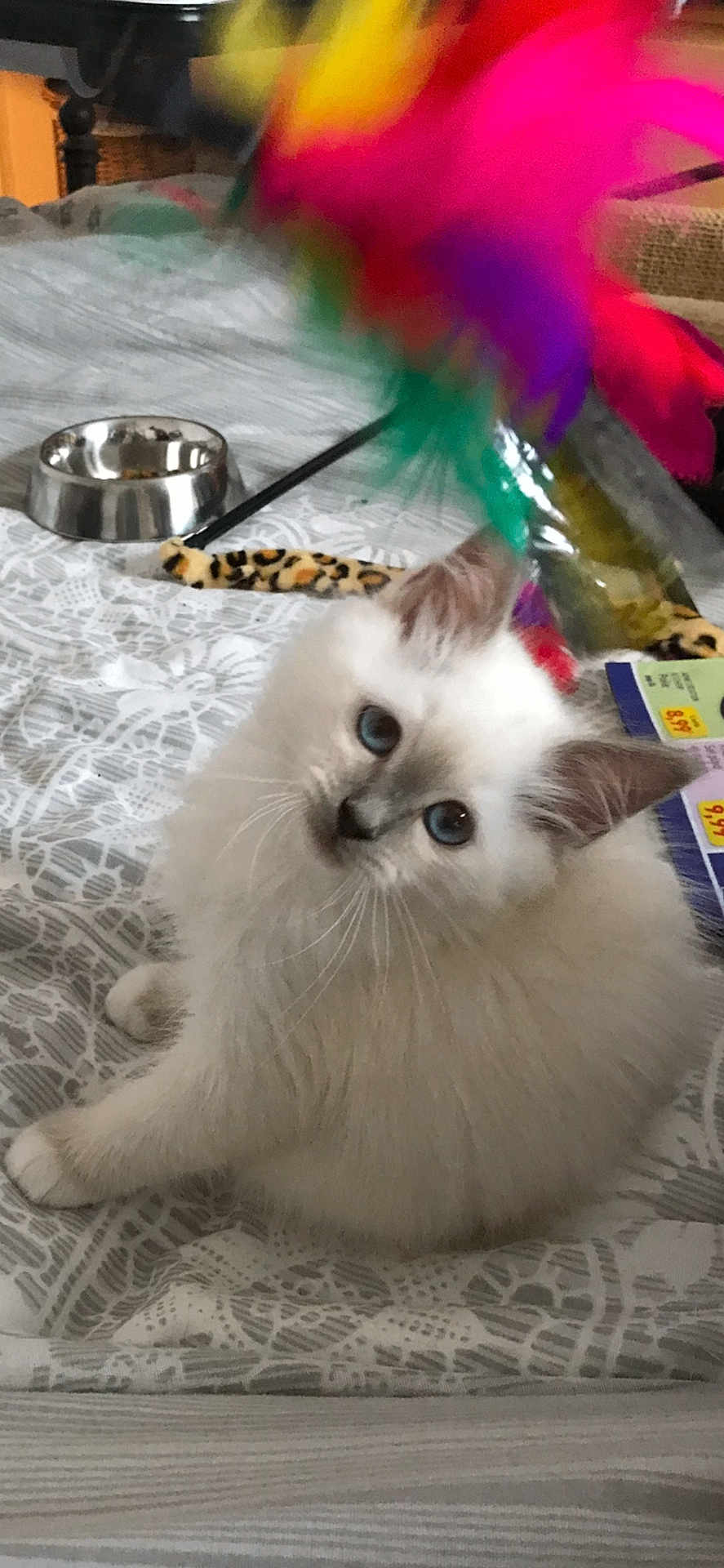 Laurence Petit a rejoint le concours — aidez-le/la à gagner de superbes lots ! kitten, cat, white_fur, blue_eyes, feather_toy, bedspread, indoor, pet, animal, curious, fluffy, small, playful, closeup, feline, domestic, resting, toy, metal_bowl, cozy