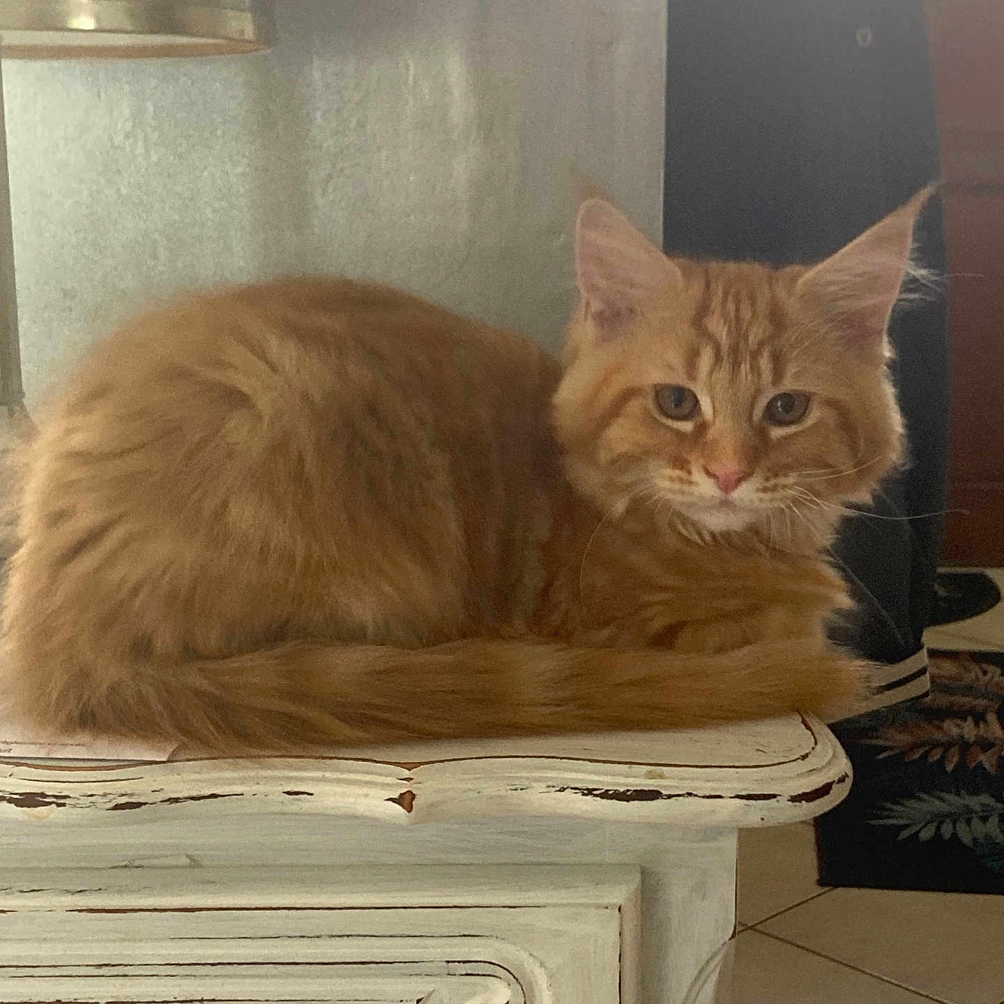 Rocket a rejoint le concours — aidez-le/la à gagner de superbes lots ! abyssinian, angora, animal, bird, cabinet, cat, closet, cupboard, drawer, furniture, indoors, interiordesign, kitten, manx, pet, plant, plywood, pottedplant, table, wood