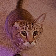 Tiger joined the competition — help win amazing prizes! animal, carpet, cat, chair_leg, close_up, curious, cute, domestic_cat, ears, feline, floor, indoor, looking_up, pet, shadow, soft_lighting, tabby, tail, whiskers, wide_eyes