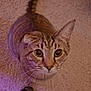 animal, carpet, cat, chair_leg, close_up, curious, cute, domestic_cat, ears, feline, floor, indoor, looking_up, pet, shadow, soft_lighting, tabby, tail, whiskers, wide_eyes