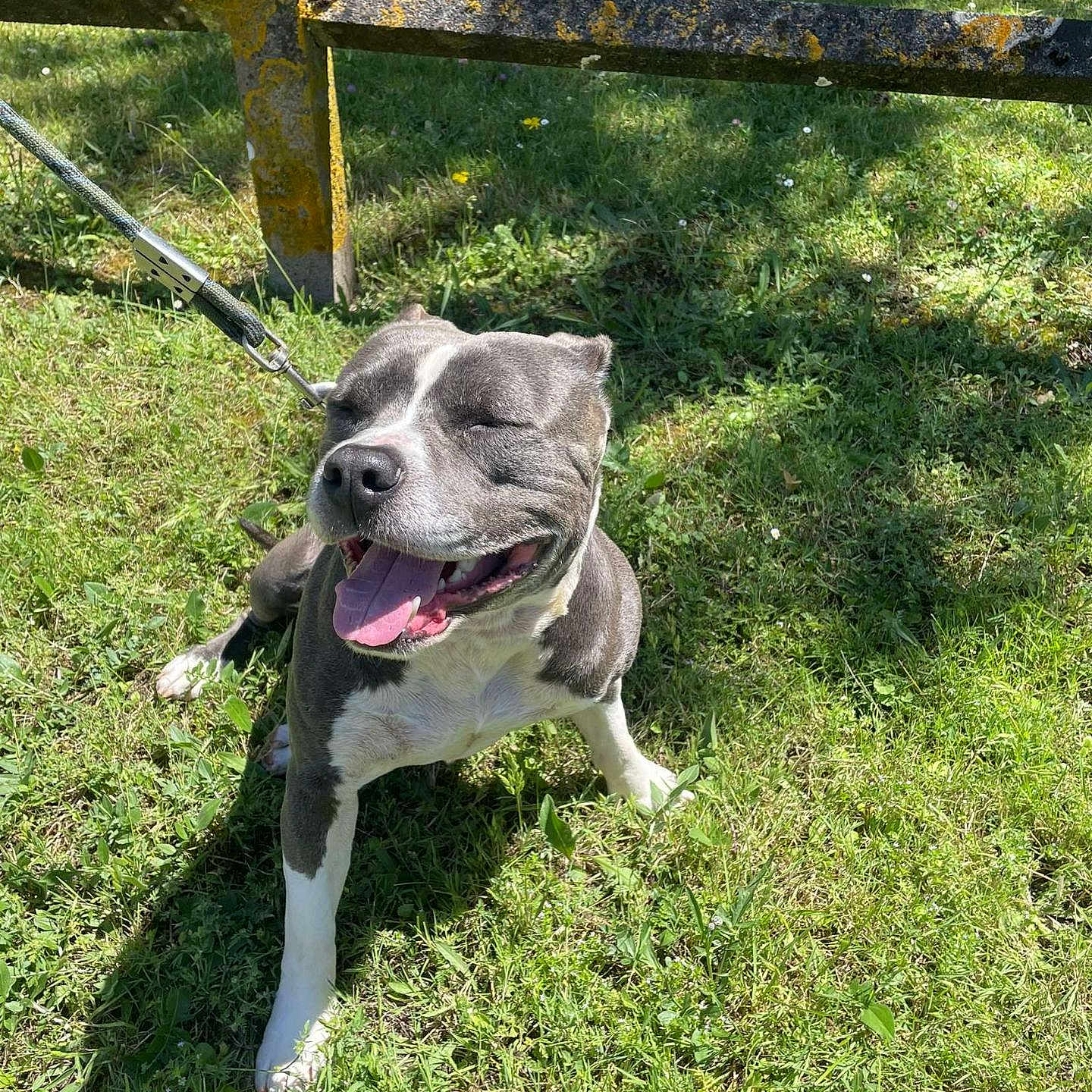 Pablo a rejoint le concours — aidez-le/la à gagner de superbes lots ! accessories, animal, architecture, backyard, boxer, bulldog, canine, dog, fence, grass, gun, nature, outdoors, park, pet, plant, strap, tree, weapon, yard