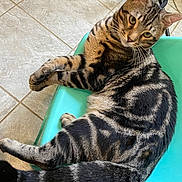 Milo is registered to the contest to win money with this photo: animal, cat, chair, curious, domestic, ears, feline, floor_tiles, fur_pattern, home, indoor, looking_at_camera, paws, pet, relaxed, striped_fur, tabby, tail, teal_chair, whiskers