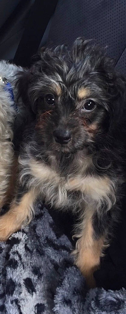 Hollie joined the competition — help win amazing prizes! affenpinscher, bolonka, cairn_terrier, canidae, carnivore, companion_dog, dog, dog_breed, havanese, mammal, morkie, poodle_crossbreed, puppy, pyrenean_shepherd, rare_breed_dog, schnoodle, terrier, tibetan_terrier, vertebrate, yorkipoo