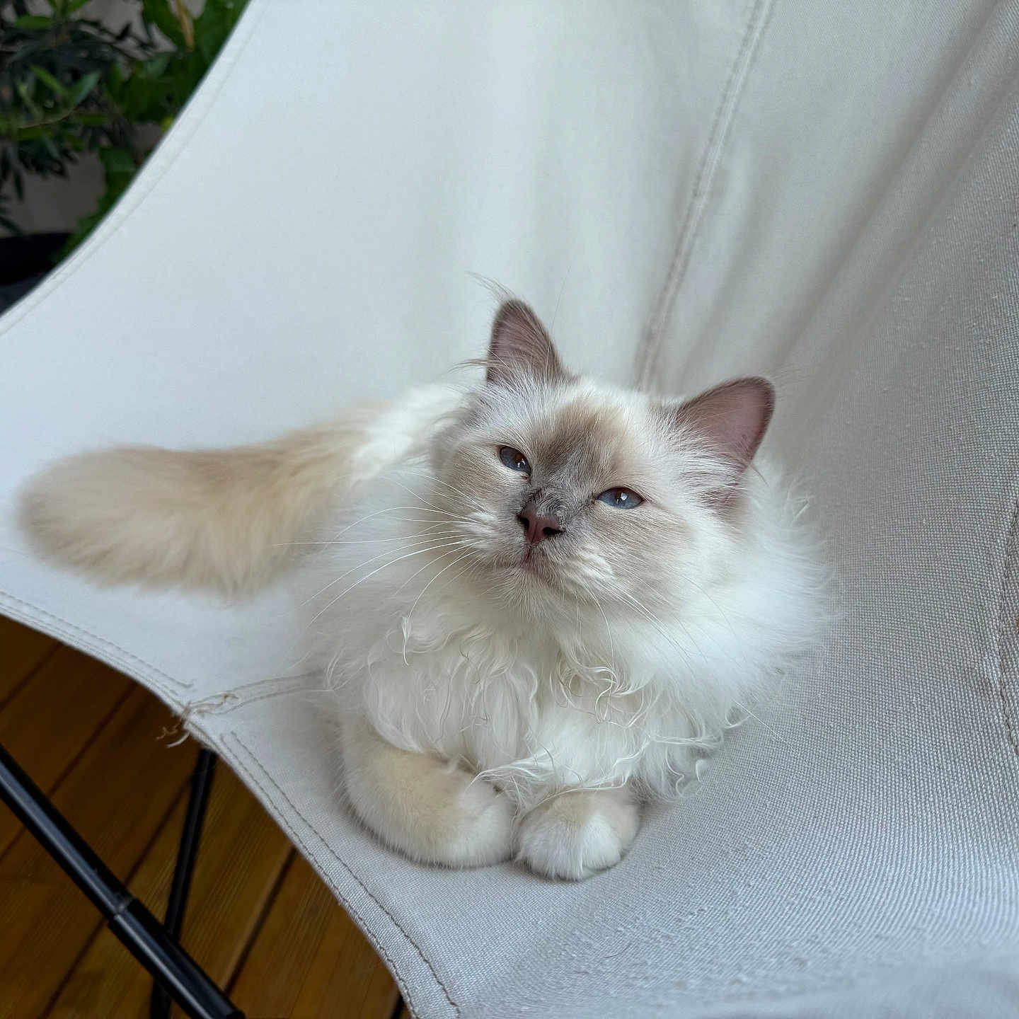 Velma participe au concours pour gagner de l'argent avec cette photo : blue_eyes, calm, cat, close_up, comfortable, cozy, cute, domestic_cat, feline, fluffy, indoor, long_hair, natural_light, pet, plant, relaxed, resting, sitting, white_chair, wooden_floor