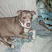 Bella is registered to the contest to win money with this photo: animal, beads, bed, blanket, brown_dog, canine, comfort, companion, cute, dog, domestic_animal, fur, household, indoor, lying_down, paws, pet, relaxed, resting, sleepy