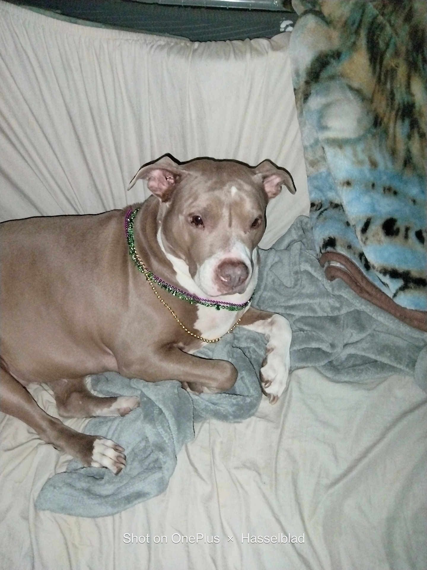 Bella